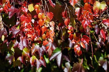 vine, wine partner, leaves, autumn, leaf, red, fall foliage, emerge, autumn colours, color, plant