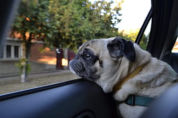 dospělý plavá pug, obložení, bokem, Pes, mopslík, auto, prodejna, roztomilý, auto shop pes, domácí mazlíčci, zvíře