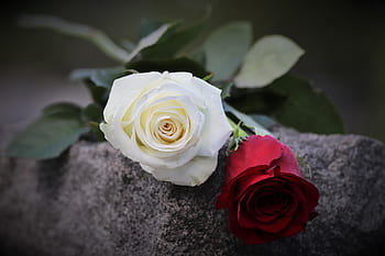 red and white rose, grey marble, love and purity symbol, mood, gravestone, nature, outdoor