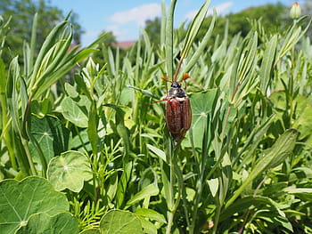 Maikäfer, Departure, Start, Take Off, beetle, insect, krabbeltier, creature, spring, leaf, whopper