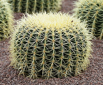 cactus, grande, spinoso, appuntito, deserto, pianta succulenta, natura, spina, pianta, crescita, botanica