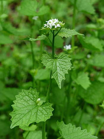 česneková hořčice, květ, bílý, česnek bylina, knoblauch hederich, křížovitá rostlina, kuchyňské byliny, léčivé rostliny, divoká rostlina, bylina, zelená
