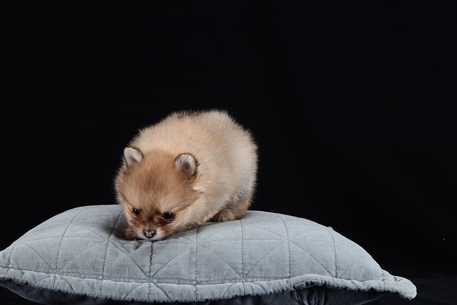 pomeranian, Pes, hnědý, bílý, dítě, plemeno, portrét, modelka, půvabný, domácí mazlíčci