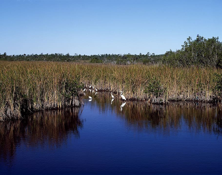 everglades, water, wildlife, egrets, birds, waterfowl, landscape, reflection, wetland, marsh, florida