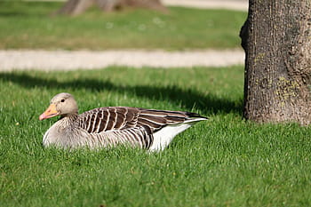 nature, grass, bird, animal world, animal, summer, feather, park, goose, poultry, water bird