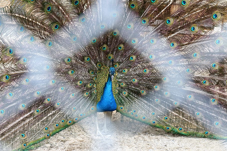 Peacock, Feathers, Zoo, Bird, Animal, nature, male, blue, green, wildlife, tail