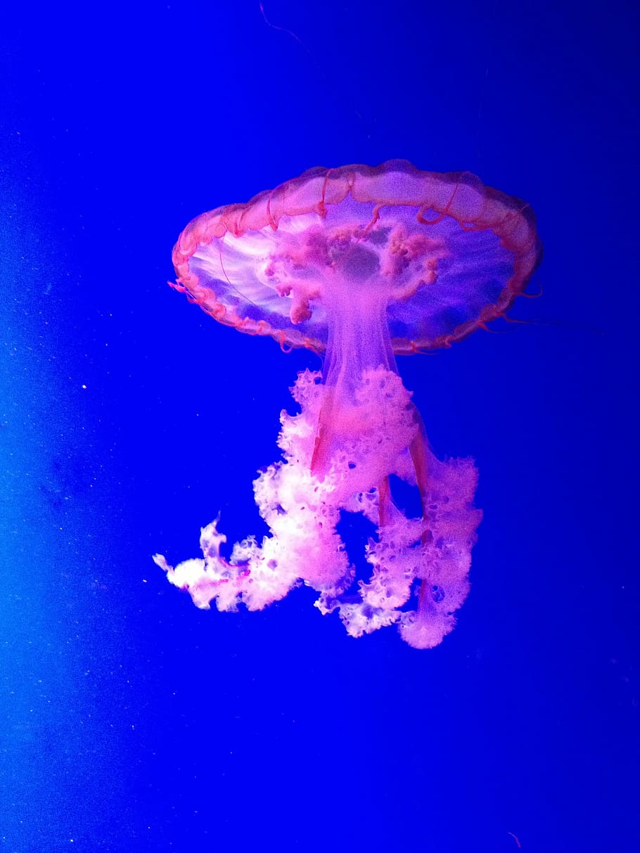 Jellyfish, Beautiful, blue, underwater, sea life, undersea, sea, blue background