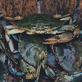 crab, crawfish, crayfish, animal, marine, nature, fauna, food, seafood, shellfish, crustacean