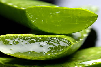 zavřít, fotografie, zblízka, aloe vera, aloe, život, žehnej vám, rostlina, zelená barva, Příroda, list