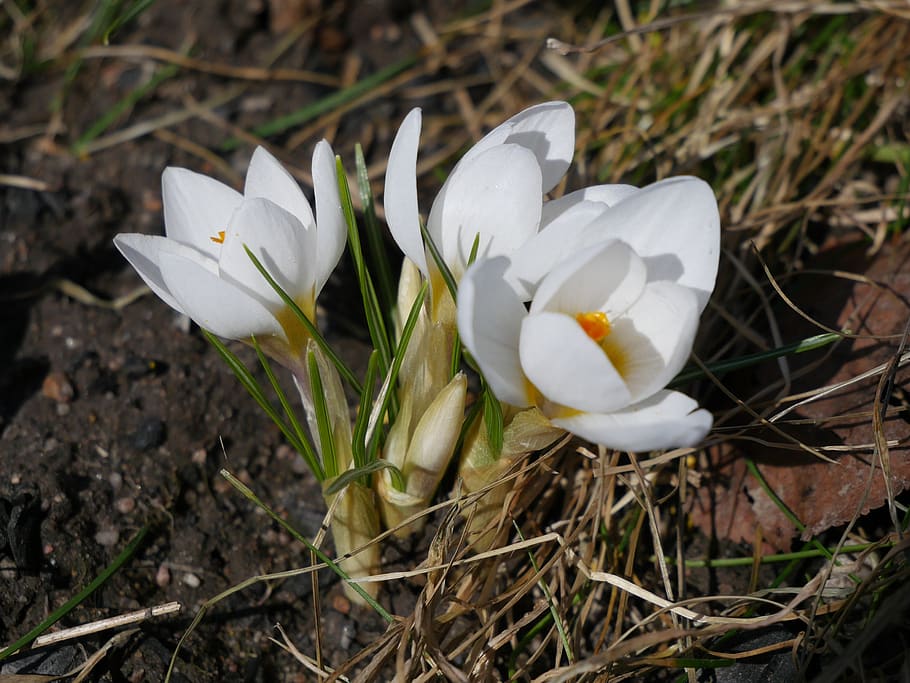 live, natural, nature, flora, season, color, macro, crocuses, white, spring, gentle
