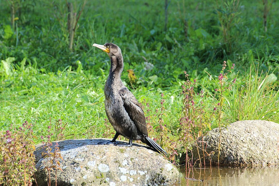 uccelli marini, uccelli, uccelli, cormorano, uccelli, Phalacrocoracidae, PELECANIFORMES, uccello, animali allo stato selvatico, fauna selvatica, temi animali, un animale