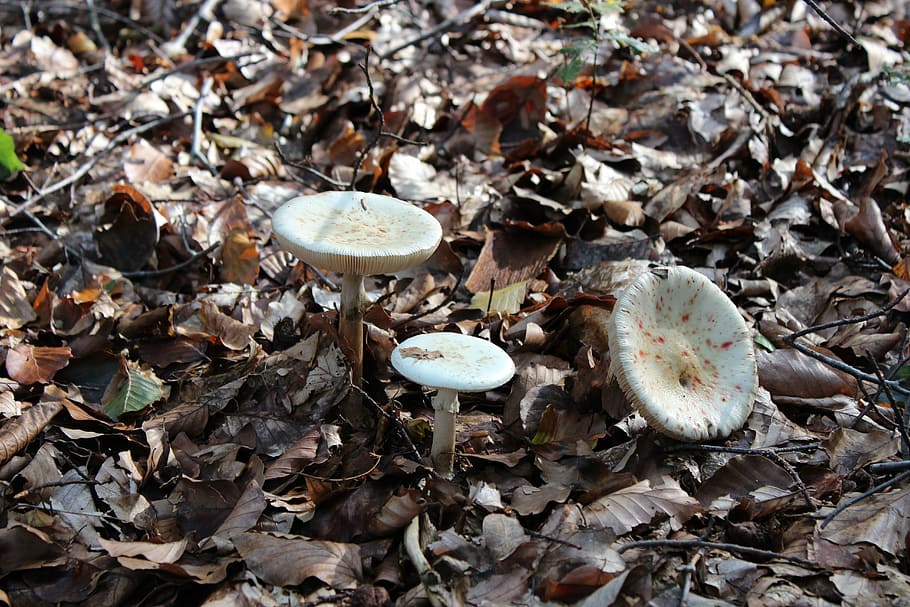 fungo, autunno, agarico, beige