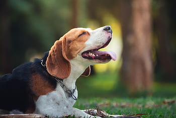 rozkošný, zvíře, beagle, štěně beagle, Krásná, plemeno, hnědý, psí, Pes, příteli, tráva