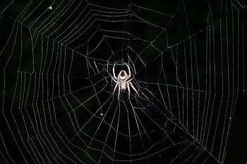 spider, spiderweb, arachnid, cobweb, trap, intricacy, web together, net, web, fear, pattern
