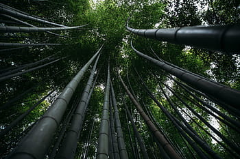 stromy, les, kyoto, Japonsko, kyoto, japonsko, Příroda, přírodní, strom, zelená barva, bambus - rostlina, venku
