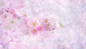 kirsebær, blomstre, digitalt, bakgrunns, natur, blomst, anlegg, sommer, bakgrunn, floral, lys