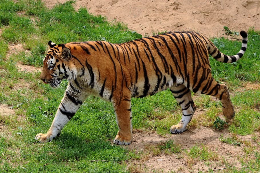 tiger during daytime, Siberian Tiger, Zoo, Predator, tiger, cat, carnivores, siberian, amurtiger, dangerous, wildlife photography