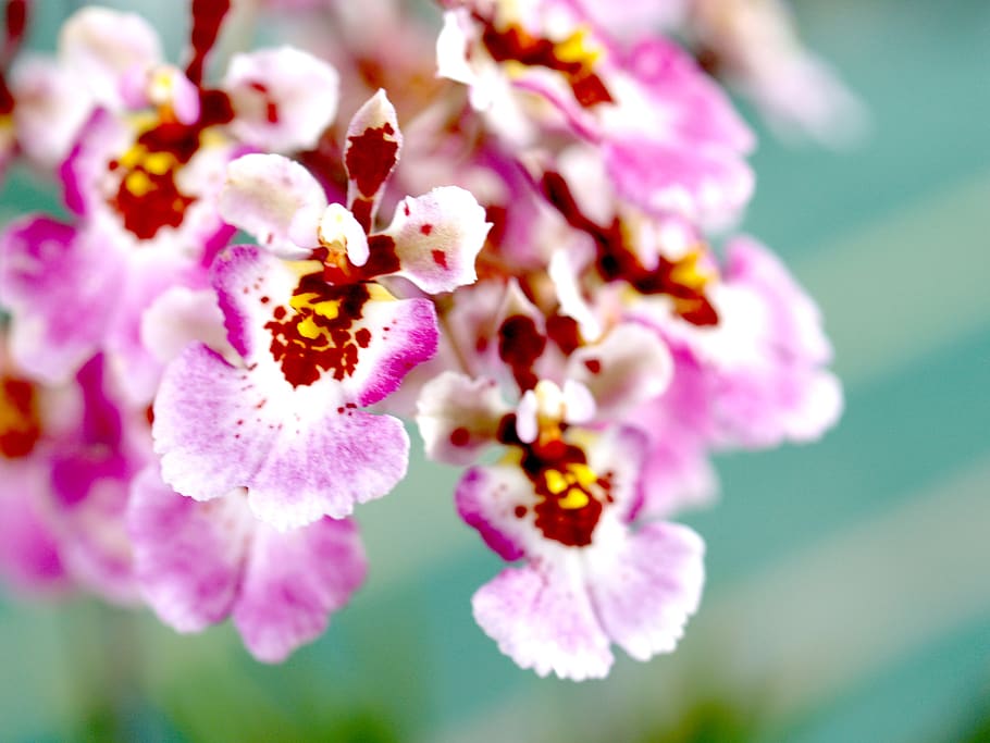 orchidej, květ, Jasný, fialový, flóra, růst, dekorace, pupen, listy, přírodní, orientální