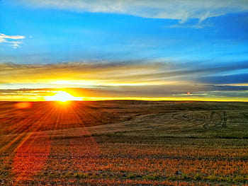 green, field, red, flowers horizon, prairie, sunset, landscape, rural, nature, sky, grass