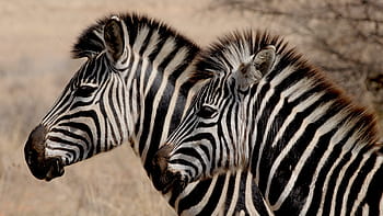 two zebras, zebra, wild animal, africa, stripes, drawing, zebra stripes, black and white striped