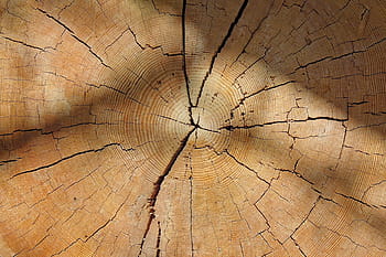 wood, tribe, annual rings, log, texture, nature, structure, grain, cross section, old, wood structure