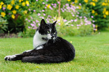 selective, focus photography, tuxedo cat, lying, grass field, cat, garden, grass