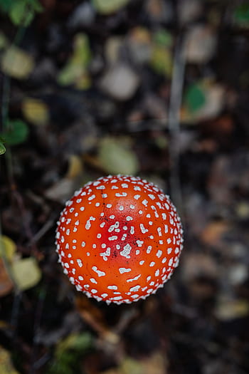 cogumelos, cogumelo, vermelho, outono, Amanita muscaria, perigoso, veneno, fungos, Toadstool, crescendo, floresta