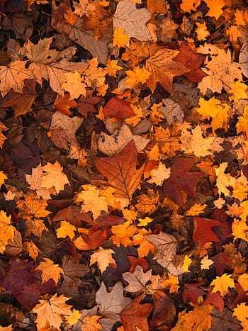 dried maple leaves, fall foliage, autumn, leaves, october, forest, brown, many, pattern, structure, background