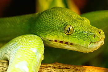 green snake, green tree python, snake, non toxic, snakehead