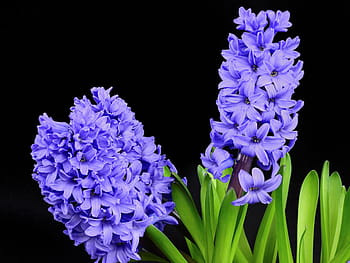 selective, purple, petaled flowers, hyacinth, flower, blossom, bloom, spring, nature, plant, violet