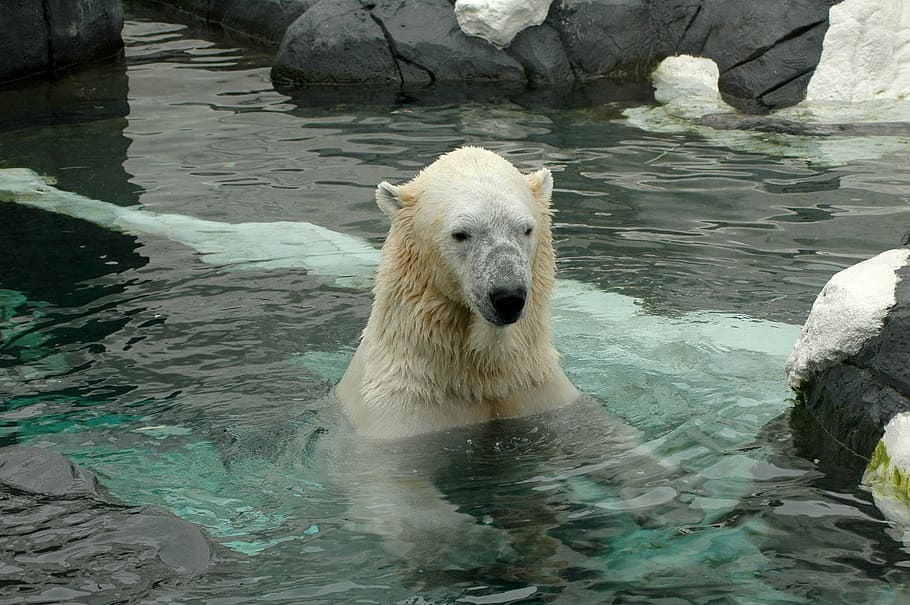 polární, medvěd, tělo, voda, lední medvěd, san diego zoo, zoo, jednoho zvířete, zvířat, den, savec