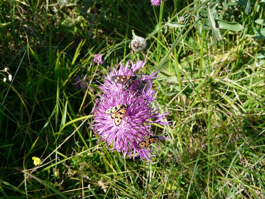 cirsium acaule, λουλούδι, φύση, βουνό, Άλπεις