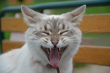 short-coated, white, smiling, cat, kitten, yawning cat, language chat, ears cat, domestic animal, eyes closed, animal