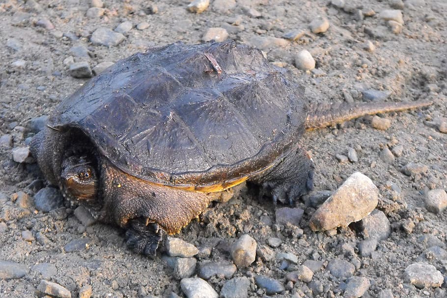 želva, běžná želva, ontario, Příroda, volně žijících živočichů, praskavá želva