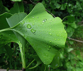 listy, ginkgo list, ginkgo biloba, prázdniny, zelená, zelený list, rostlina, stačí přidat vodu, dešťová kapka, po dešti, Příroda