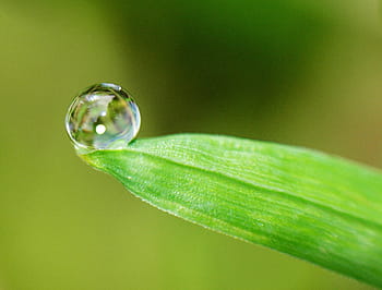 micro, photoraphy, water dew, green, leaf, sheet, drop
