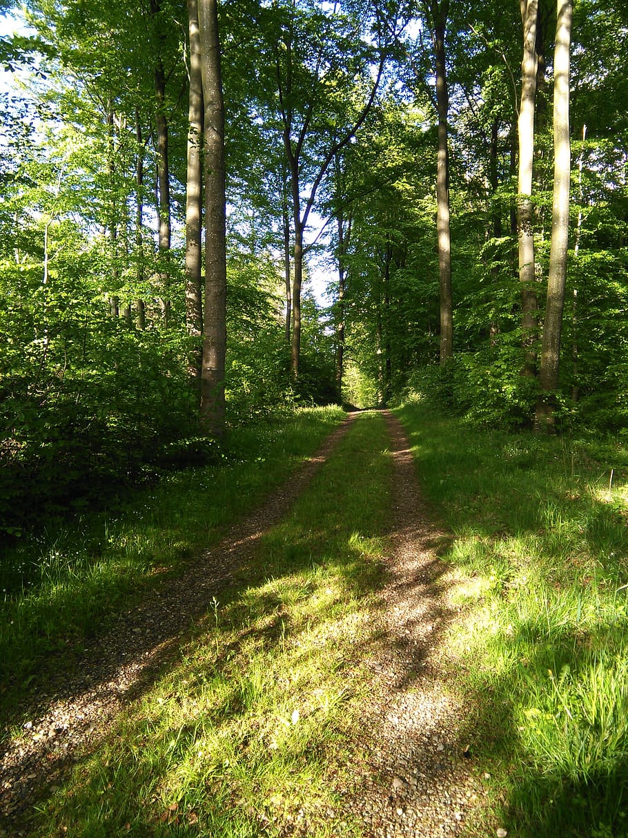 erdő, erdei út, természetes, fenyők, idill, hangulat, piknik, csend, ro, Dánia, fák