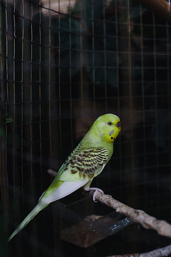mascota, animal, dulce, pájaro, colorido, jaula, nacional, loro, periquito, lindo, periquitos
