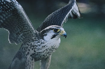 white, grey, eagle, close-up photo, gray, black, falcon, bird, animal, flying, blur