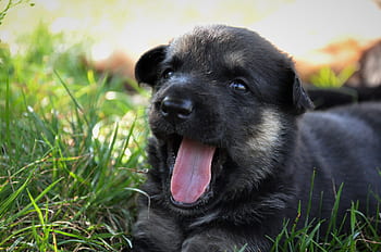 dog, training, home, shepherd, animal, mammal, smart, wool, clever dog, dog eyes, german shepherd
