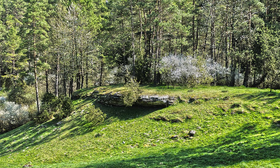 krajina, květiny, nálada, stromy, jaro, přírodní rezervace, hornatý, Skála, bílé květy, květ, rozkvět