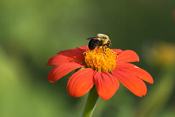 ape, primavera, fiore, polline, natura, all'aperto, biologico, naturale, giardino, fresco, fioritura