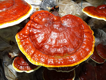 ganoderma, léčivé houby, ganoderma, léčivé houby, lingzhi houby, jídlo, jídlo a pití, průřezu, nikdo, plátek, svěžest