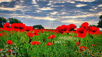 poppies, field, yorkshire, sun rays, summer, god rays, remembrance day, tranquillity, summer field, red, poppy