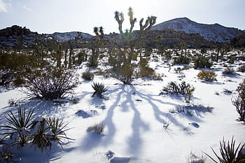paesaggio, panoramico, inverno, la neve, cactus, parco nazionale di joshua tree, California, all'aperto, ovest, natura selvaggia, asciutto