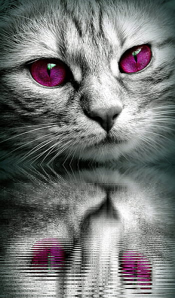gray, cat, purple, eyes mirror image, face, mirroring, water, tiger, close, eyes, edited