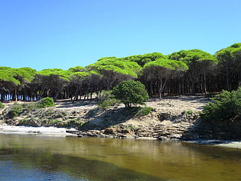 pine forest, budoni, beach, sardinia, italy, sea