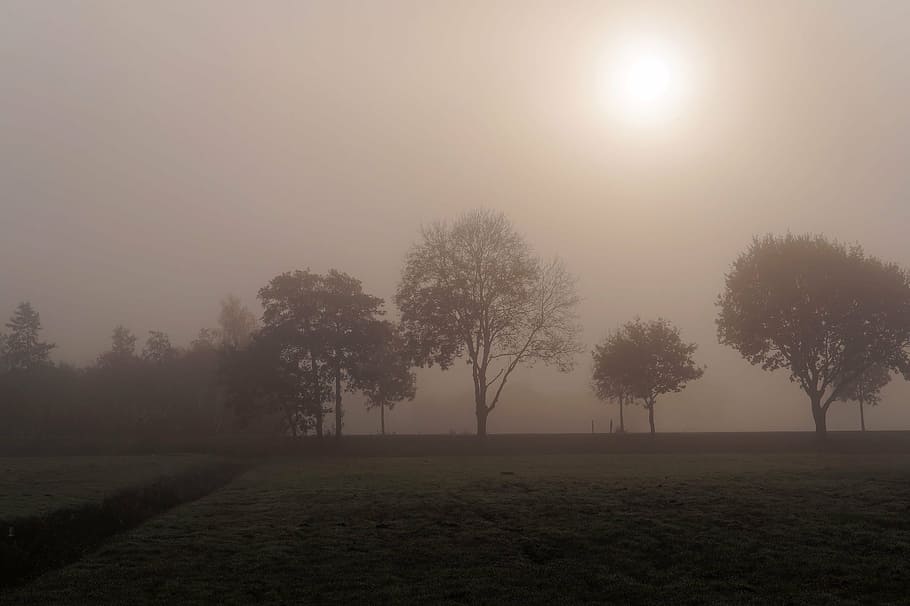 november day, cold, foggy, autumn, hoarfrost, trees, branches, aesthetic, back light, nature, morning