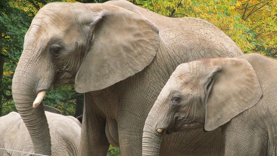 dva sloni, slon, wuppertal, zoo, pevnostní obložení, rodiny, zvířat