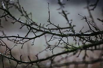 散歩、 秋の森、 秋、 森、 葉、 木、 植物、 丸太、 枝、 自然、 冬